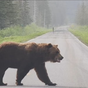 Wildlife Immersion Tour
